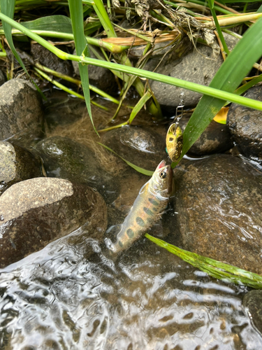 ヤマメの釣果