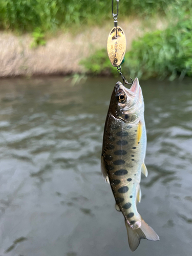 ヤマメの釣果