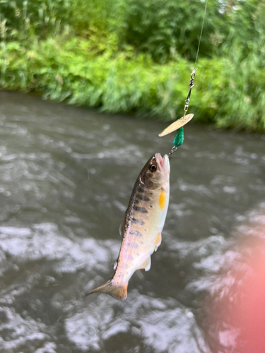 ヤマメの釣果