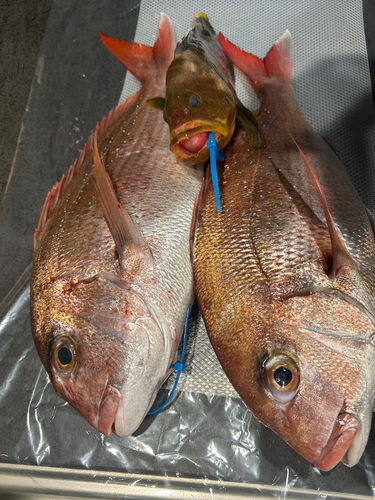 タイの釣果