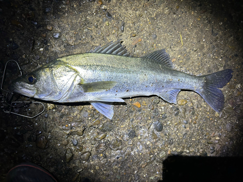 マルスズキの釣果