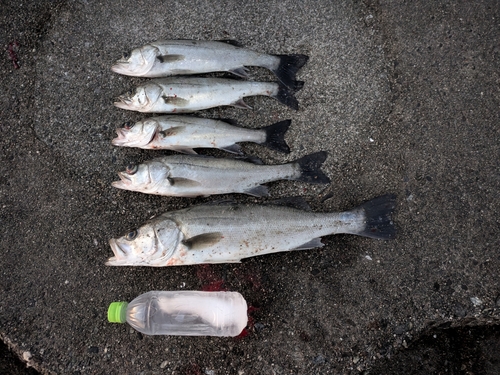 シーバスの釣果