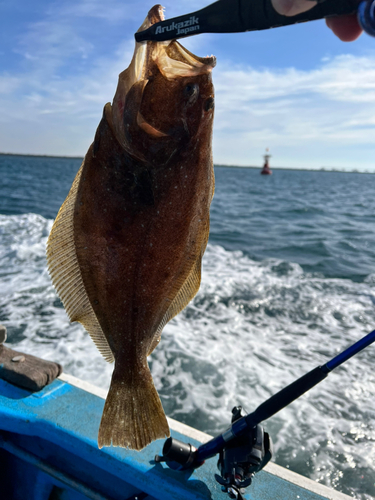 ヒラメの釣果