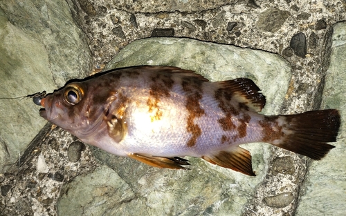 メバルの釣果