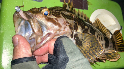 タケノコメバルの釣果