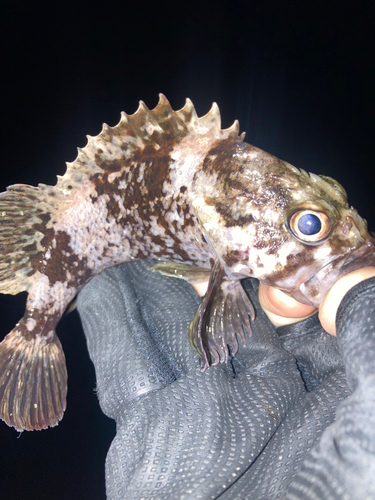 ムラソイの釣果