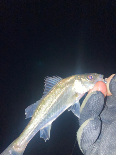 セイゴ（マルスズキ）の釣果