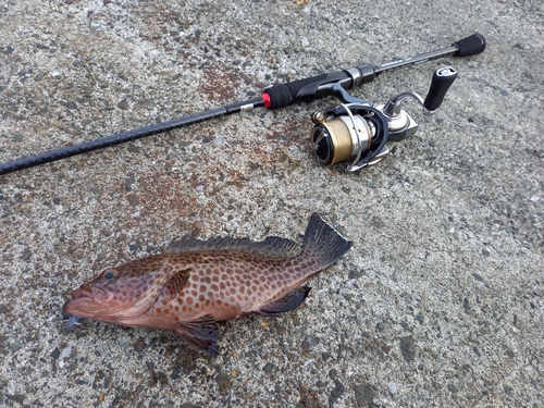 オオモンハタの釣果