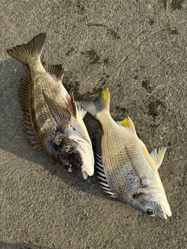 チヌの釣果