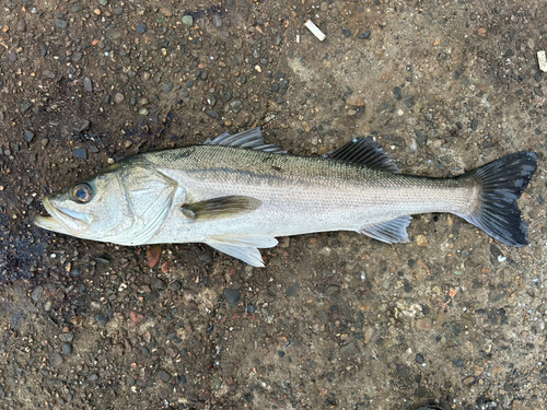 マルスズキの釣果