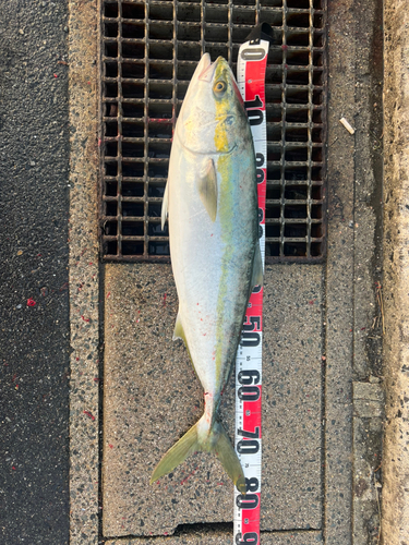 ブリの釣果