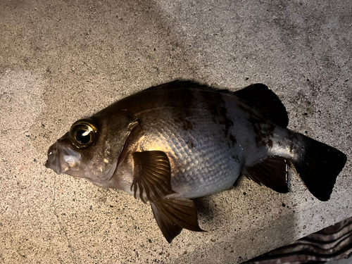 メバルの釣果