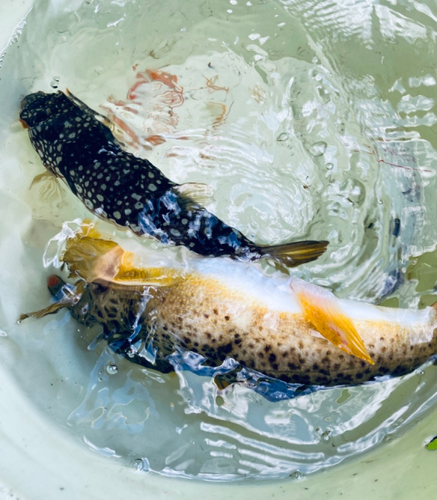 ショウサイフグの釣果