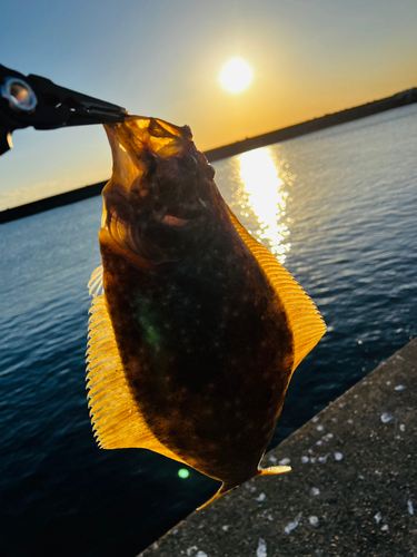 ヒラメの釣果