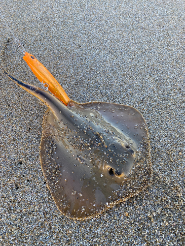 エイの釣果