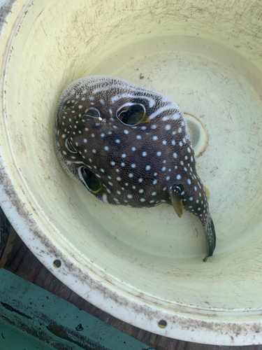 サザナミフグの釣果