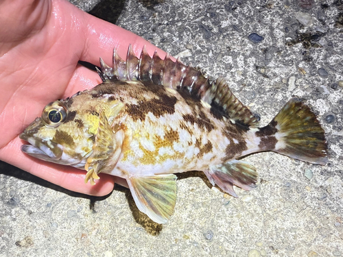 カサゴの釣果