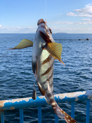 タカノハダイの釣果