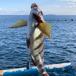 タカノハダイ