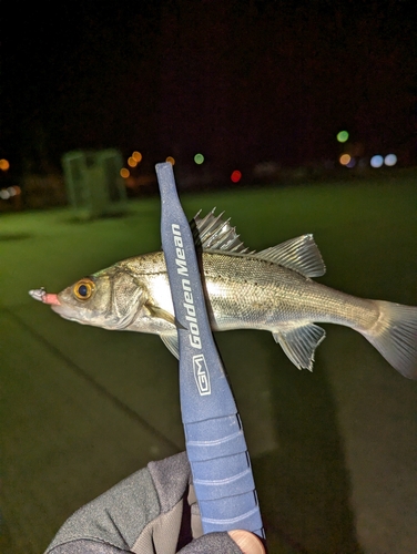 セイゴ（マルスズキ）の釣果