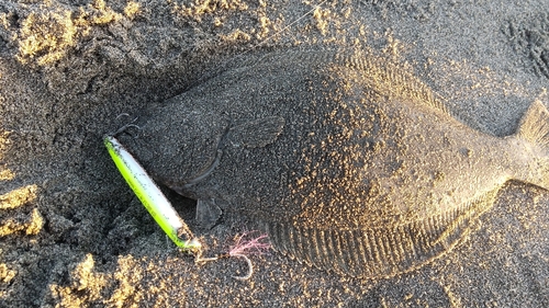 ヒラメの釣果