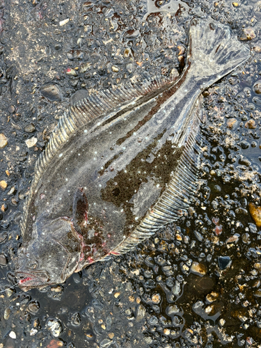 ヒラメの釣果