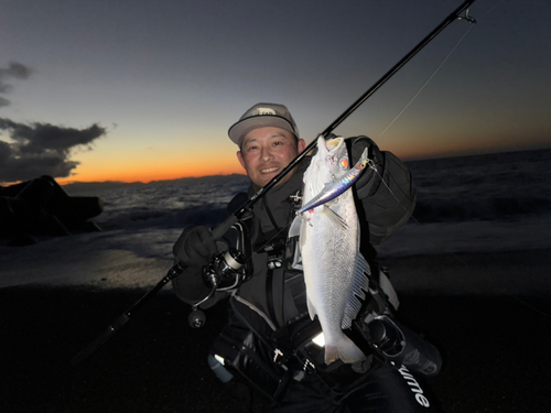 ニベの釣果