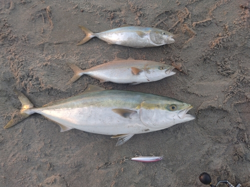 ブリの釣果