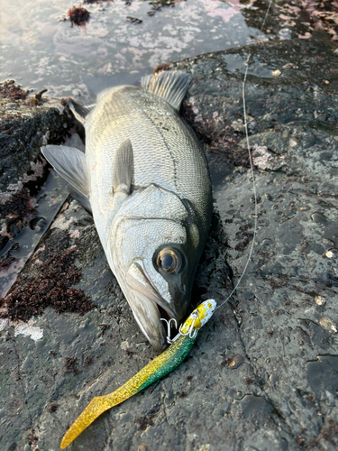 ヒラスズキの釣果