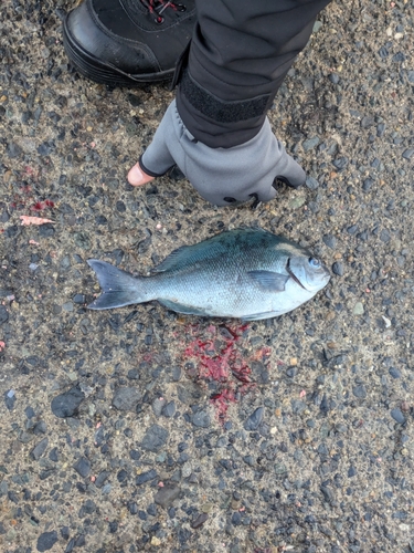 クチブトグレの釣果