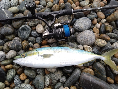 ツバイソの釣果