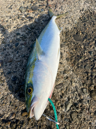 ハマチの釣果