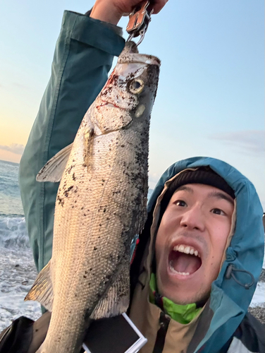 フッコ（ヒラスズキ）の釣果