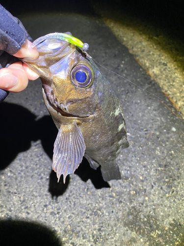 メバルの釣果