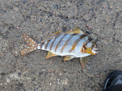 タカノハダイの釣果