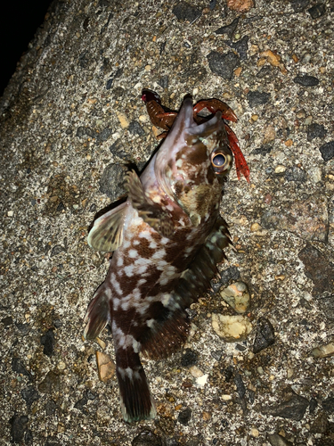 カサゴの釣果