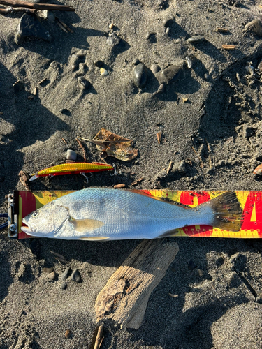 ニベの釣果