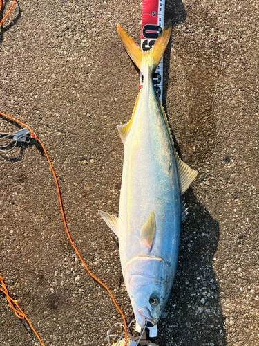 ワラサの釣果