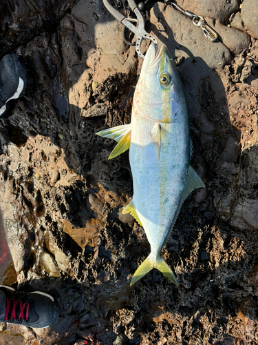 ヒラスの釣果