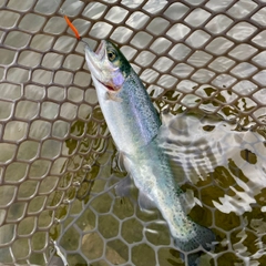 ニジマスの釣果