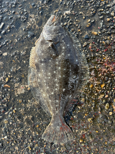 ヒラメの釣果