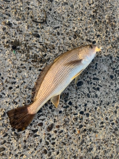 イシモチの釣果