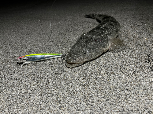 マゴチの釣果