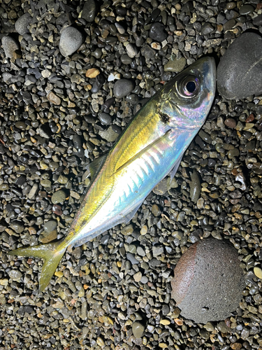 マアジの釣果