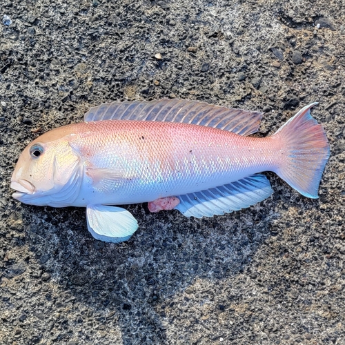 シロアマダイの釣果