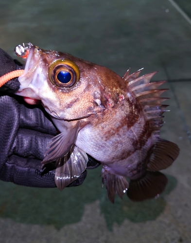 メバルの釣果