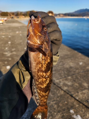 アイナメの釣果