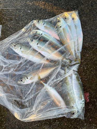 マアジの釣果