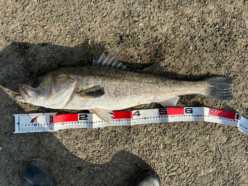 マルスズキの釣果