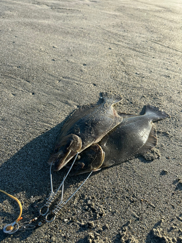 ヒラメの釣果